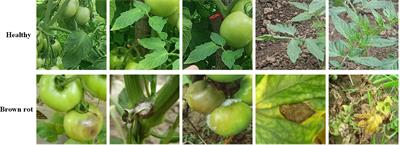 Tomato brown rot disease detection using improved YOLOv5 with attention mechanism